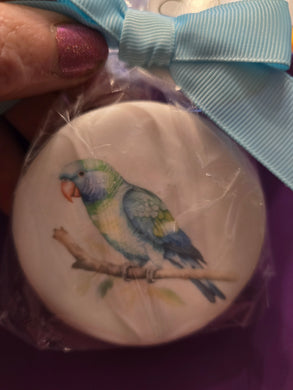 Sugar Cookie Quaker Parrot